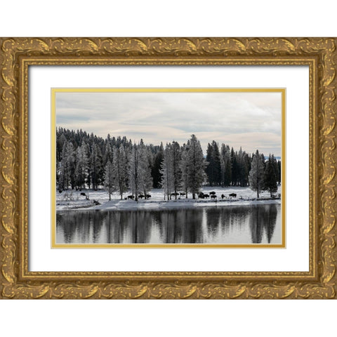 Bison along the Yellowstone River, Yellowstone National Park Gold Ornate Wood Framed Art Print with Double Matting by Renkin, Diane