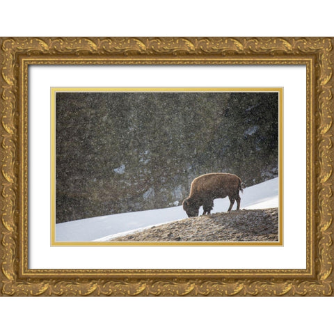 Bison, Blacktail Deer Plateau, Yellowstone National Park Gold Ornate Wood Framed Art Print with Double Matting by The Yellowstone Collection