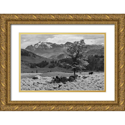 Bison near Cutoff Mountain, Yellowstone National Park Gold Ornate Wood Framed Art Print with Double Matting by The Yellowstone Collection