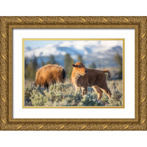 Bison Calf, Blacktail Deer Plateau, Yellowstone National Park Gold Ornate Wood Framed Art Print with Double Matting by The Yellowstone Collection