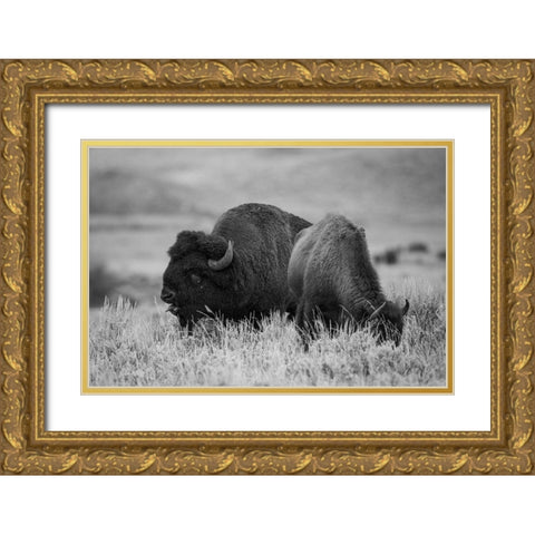 Bison Bull and Cow, Yellowstone National Park Gold Ornate Wood Framed Art Print with Double Matting by Herbert, Neal