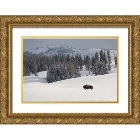 Bison Bull, Blacktail Deer Plateau, Yellowstone National Park Gold Ornate Wood Framed Art Print with Double Matting by The Yellowstone Collection