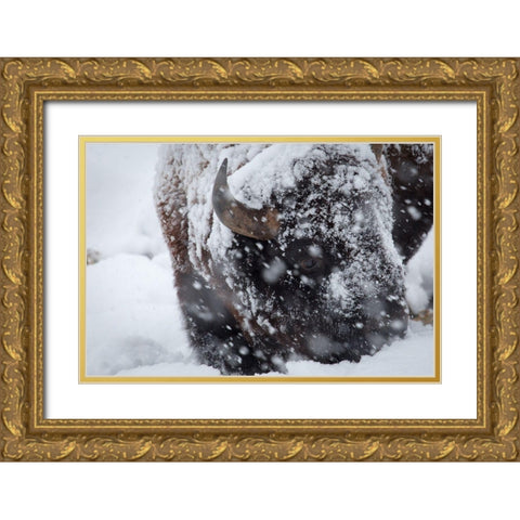 Bison in a snow storm Lamar Valley, Yellowstone National Park Gold Ornate Wood Framed Art Print with Double Matting by Herbert, Neal