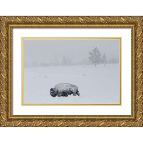 Bison on Swan Lake Flat, Yellowstone National Park Gold Ornate Wood Framed Art Print with Double Matting by The Yellowstone Collection