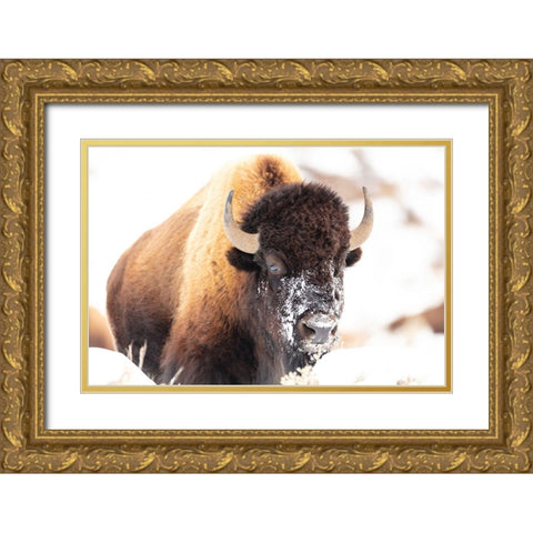 Bison face with snow, Yellowstone National Park Gold Ornate Wood Framed Art Print with Double Matting by The Yellowstone Collection