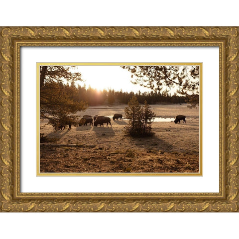 Bison graze near Norris Junction, Yellowstone National Park Gold Ornate Wood Framed Art Print with Double Matting by The Yellowstone Collection