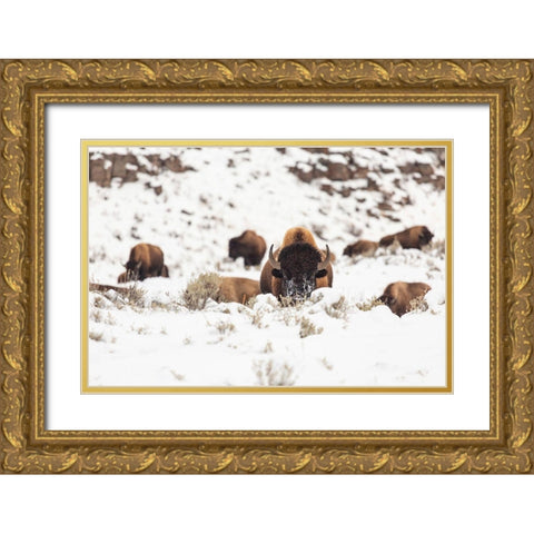 Bison group in snow, Yellowstone National Park Gold Ornate Wood Framed Art Print with Double Matting by Spice, Josh