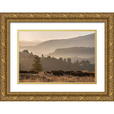 Bison herd, Lamar Valley, Yellowstone National Park Gold Ornate Wood Framed Art Print with Double Matting by The Yellowstone Collection