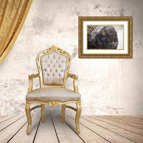 Bison in snow, Mammoth Hot Springs, Yellowstone National Park Gold Ornate Wood Framed Art Print with Double Matting by The Yellowstone Collection