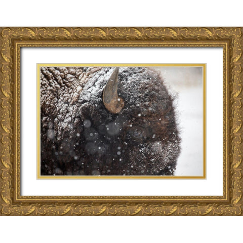 Bison in snow, Mammoth Hot Springs, Yellowstone National Park Gold Ornate Wood Framed Art Print with Double Matting by The Yellowstone Collection