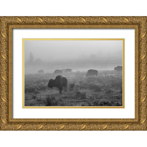 Bison in the fog, Swan Lake Flat, Yellowstone National Park Gold Ornate Wood Framed Art Print with Double Matting by The Yellowstone Collection