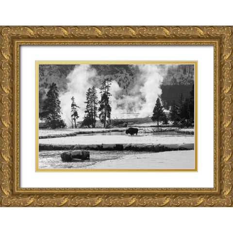 Bison near Biscuit Basin, Yellowstone National Park Gold Ornate Wood Framed Art Print with Double Matting by The Yellowstone Collection