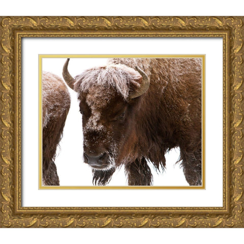 Bison near Elk Park, Yellowstone National Park Gold Ornate Wood Framed Art Print with Double Matting by Peaco, Jim