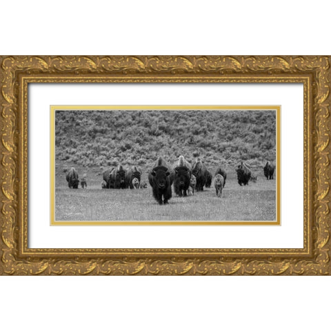 Bison on the move, Lamar Valley, Yellowstone National Park Gold Ornate Wood Framed Art Print with Double Matting by The Yellowstone Collection