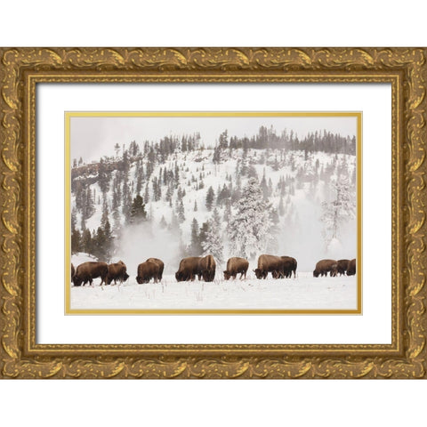 Bison along the Firehole River, Yellowstone National Park Gold Ornate Wood Framed Art Print with Double Matting by The Yellowstone Collection