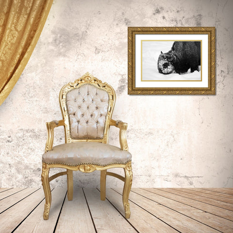 Bison Snow Plough near Rainy Lake, Yellowstone National Park Gold Ornate Wood Framed Art Print with Double Matting by Renkin, Diane