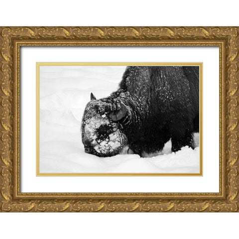 Bison Snow Plough near Rainy Lake, Yellowstone National Park Gold Ornate Wood Framed Art Print with Double Matting by Renkin, Diane