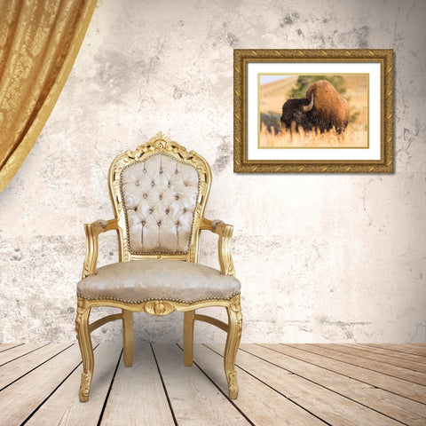 Bison, Blacktail Deer Plateau, Yellowstone National Park Gold Ornate Wood Framed Art Print with Double Matting by The Yellowstone Collection