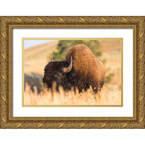 Bison, Blacktail Deer Plateau, Yellowstone National Park Gold Ornate Wood Framed Art Print with Double Matting by The Yellowstone Collection