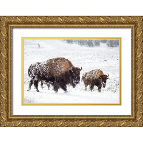 Bison I, Lamar Valley, Yellowstone National Park Gold Ornate Wood Framed Art Print with Double Matting by The Yellowstone Collection