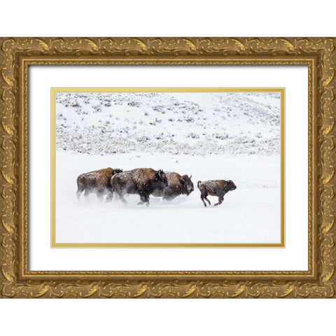 Bison II, Lamar Valley, Yellowstone National Park Gold Ornate Wood Framed Art Print with Double Matting by The Yellowstone Collection