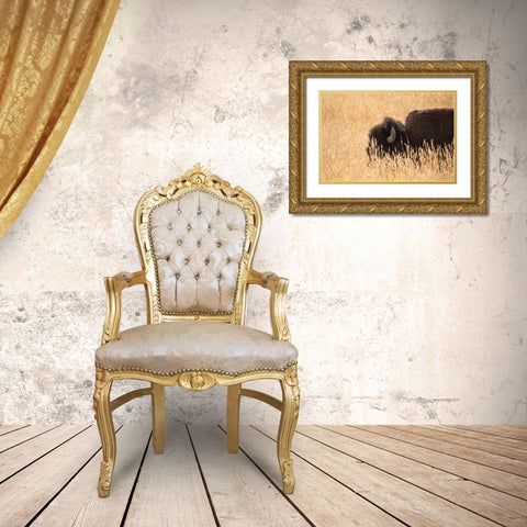 Bison III, Lamar Valley, Yellowstone National Park Gold Ornate Wood Framed Art Print with Double Matting by The Yellowstone Collection