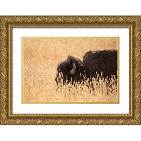 Bison III, Lamar Valley, Yellowstone National Park Gold Ornate Wood Framed Art Print with Double Matting by The Yellowstone Collection