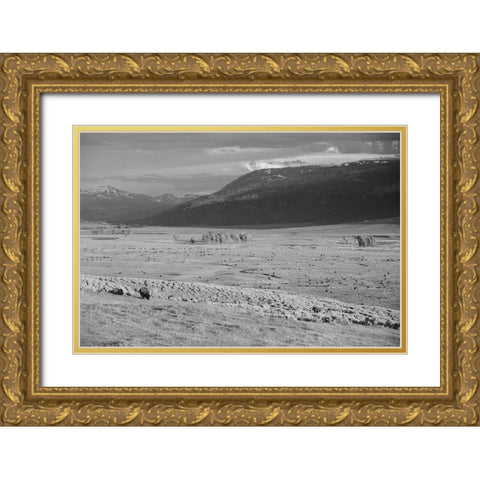 Bison IV, Lamar Valley, Yellowstone National Park Gold Ornate Wood Framed Art Print with Double Matting by The Yellowstone Collection