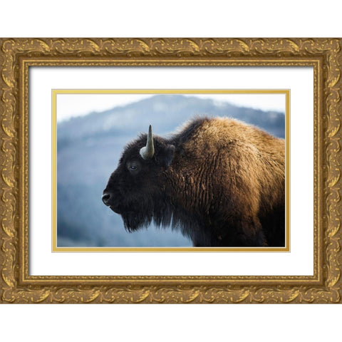 Bison V, Lamar Valley, Yellowstone National Park Gold Ornate Wood Framed Art Print with Double Matting by The Yellowstone Collection