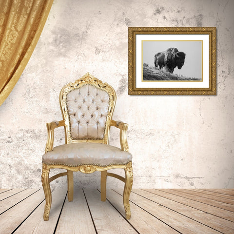 Bison, Yellowstone National Park Gold Ornate Wood Framed Art Print with Double Matting by Restivo, David