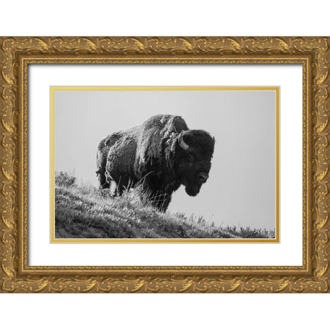 Bison, Yellowstone National Park Gold Ornate Wood Framed Art Print with Double Matting by Restivo, David