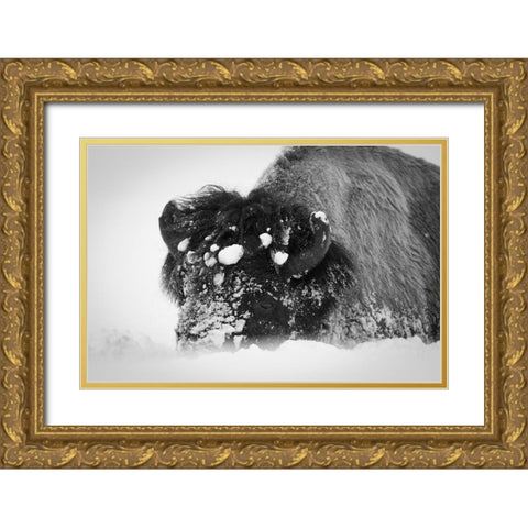 Close up of bison, Yellowstone National Park Gold Ornate Wood Framed Art Print with Double Matting by Herbert, Neal