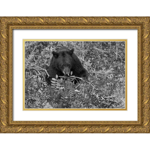 Black Bear near the Mammoth to Tower Road, Yellowstone National Park Gold Ornate Wood Framed Art Print with Double Matting by Peaco, Jim