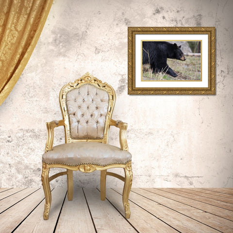 Black Bear, Yellowstone National Park Gold Ornate Wood Framed Art Print with Double Matting by The Yellowstone Collection