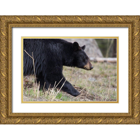 Black Bear, Yellowstone National Park Gold Ornate Wood Framed Art Print with Double Matting by The Yellowstone Collection