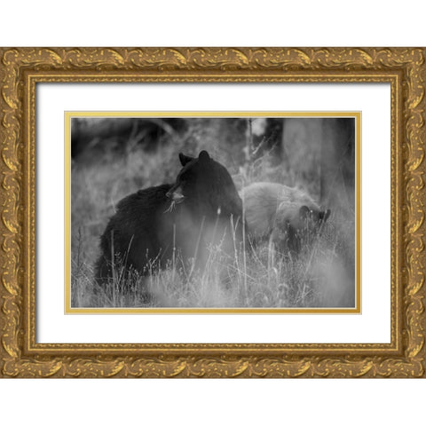 Black Bear Sow with Cub, Tower Fall, Yellowstone National Park Gold Ornate Wood Framed Art Print with Double Matting by The Yellowstone Collection