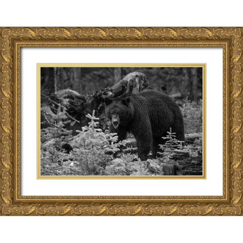 Black Bear, Yellowstone National Park Gold Ornate Wood Framed Art Print with Double Matting by The Yellowstone Collection