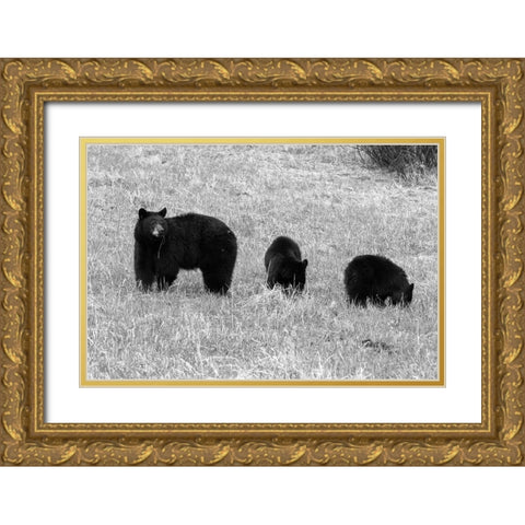 Blackbear Sow and Cubs, Yellowstone National Park Gold Ornate Wood Framed Art Print with Double Matting by Frank, Corrie