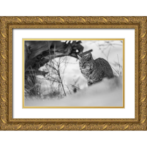 Bobcat along the Madison River, Yellowstone National Park Gold Ornate Wood Framed Art Print with Double Matting by The Yellowstone Collection