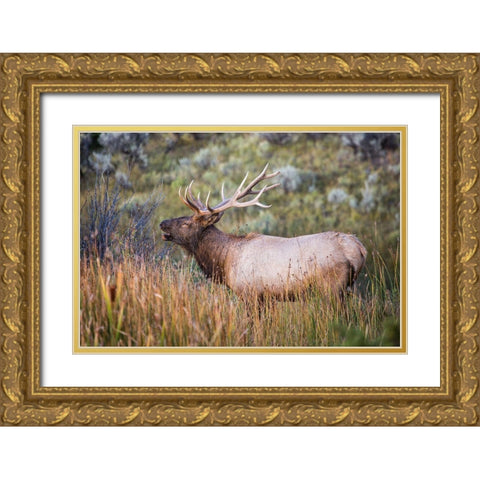 Bugling Elk, Mammoth Hot Springs, Yellowstone National Park Gold Ornate Wood Framed Art Print with Double Matting by The Yellowstone Collection
