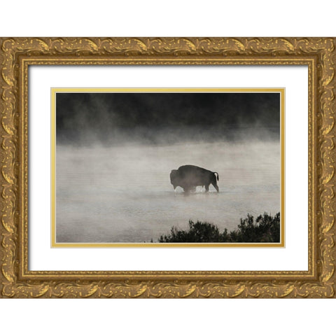 Bull Bison crossing Yellowstone River, Yellowstone National Park Gold Ornate Wood Framed Art Print with Double Matting by Peaco, Jim