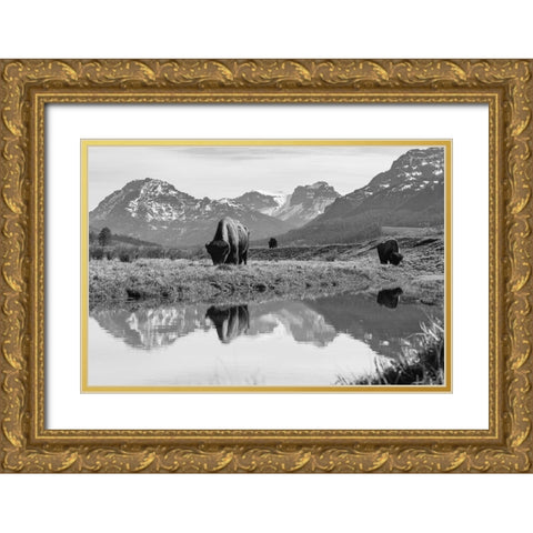 Bull Bison Graze in Lamar Valley, Yellowstone National Park Gold Ornate Wood Framed Art Print with Double Matting by Frank, Jacob W.