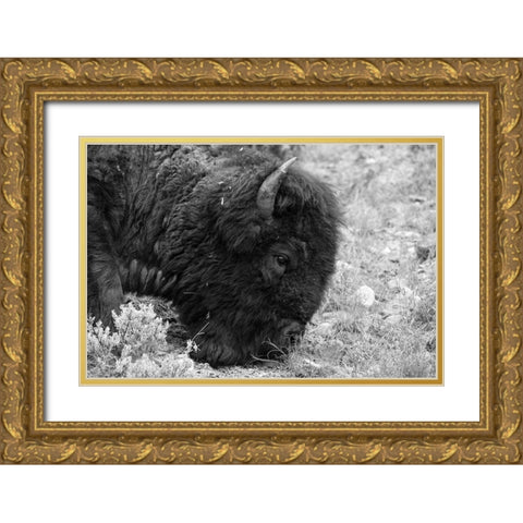 Bull Bison Graze in Lamar Valley, Yellowstone National Park Gold Ornate Wood Framed Art Print with Double Matting by Frank, Jacob W.