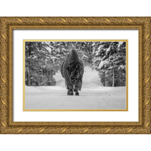 Bull Bison near Fishing Bridge, Yellowstone National Park Gold Ornate Wood Framed Art Print with Double Matting by The Yellowstone Collection
