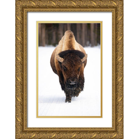Bull Bison near Midway Geyser Basin, Yellowstone National Park Gold Ornate Wood Framed Art Print with Double Matting by The Yellowstone Collection