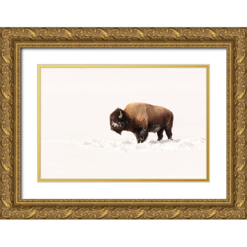 Bull Bison on a Winter Day, Yellowstone National Park Gold Ornate Wood Framed Art Print with Double Matting by The Yellowstone Collection