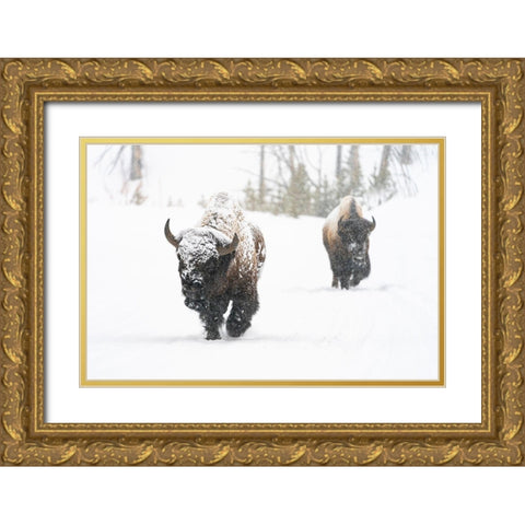 Bull Bison on the East Entrance Road, Yellowstone National Park Gold Ornate Wood Framed Art Print with Double Matting by Frank, Jacob W.