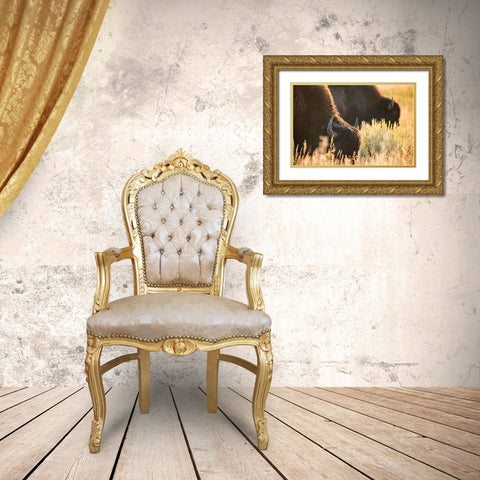 Bull Bison, Blacktail Deer Plateau, Yellowstone National Park Gold Ornate Wood Framed Art Print with Double Matting by The Yellowstone Collection