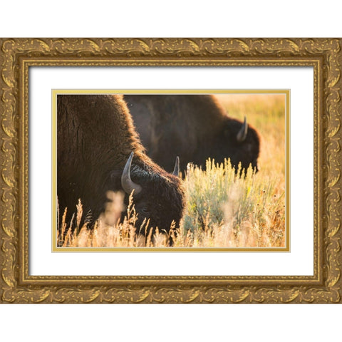 Bull Bison, Blacktail Deer Plateau, Yellowstone National Park Gold Ornate Wood Framed Art Print with Double Matting by The Yellowstone Collection