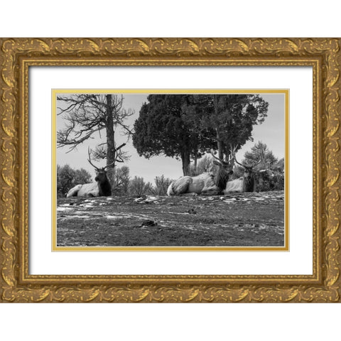 Bull Elk at Mammoth Hot Springs, Yellowstone National Park Gold Ornate Wood Framed Art Print with Double Matting by Renkin, Diane